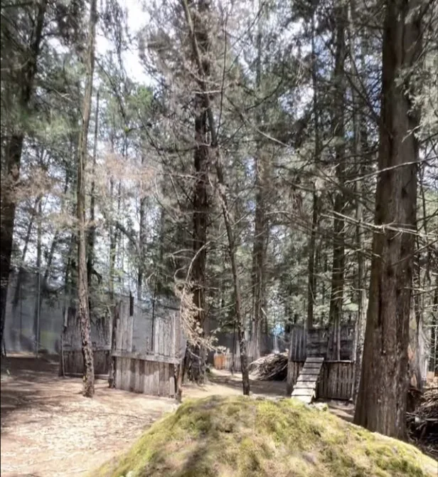 Pista de bosque de la sede Puembo, entre pinos altos y empalizadas de madera